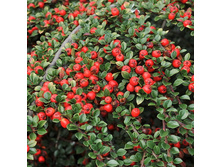 ��������� ��������� ����� ����� 125,0