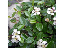 ��������� �������������� ������� 125,0