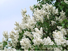 ������ ��������� 250,0