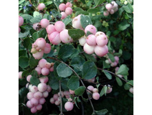 ������������� ��������� ������ ����� 150,0