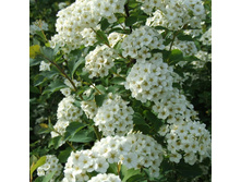 ������ �������� 160,0