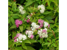 ������ �������� ������ (��������) 160,0