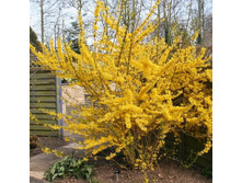 �������� ������������� ������ ���� 210,00