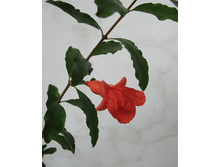 ������ ����