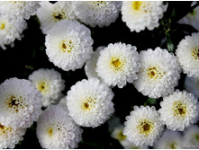 ������� �����