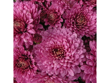 ���������� ��������