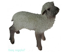 ������� ������.jpg