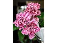 DS-Gavayskaj_Vecerinka