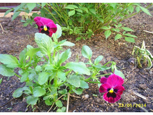 ����� - ������� ������