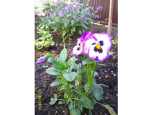 ����� - ������� ������