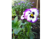 ����� - ������� ������