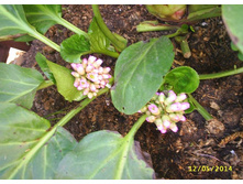 ����� ���������