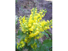 ������ �������