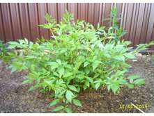 �������� ������� \' Cattleya\'