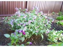 ����� ������