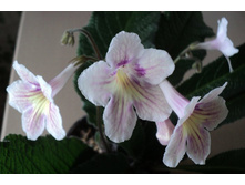 Mira (�������� ���������)