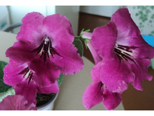 ����� Zuza Pink