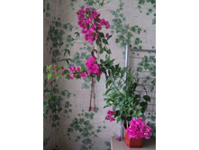 ���������� Vera Deep Purple