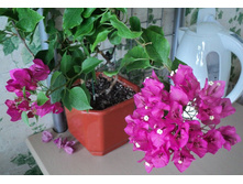 ���������� (���)