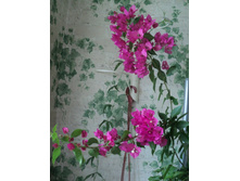 ���������� (����)