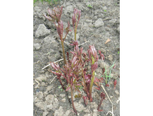 ���� �������������