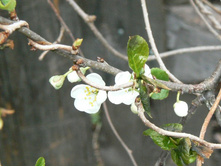 ������ ���������