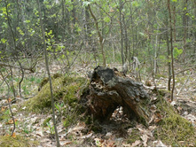 ��� ������ ����