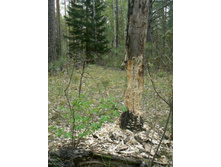 ���-�� ��...