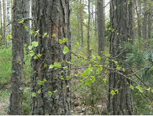 ������ ������