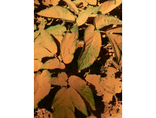 ����������� �������