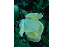 �������� ����� �����