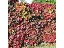 �������� �������.jpg