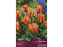 ������� ���� ���.jpg