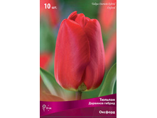 ������� �������.jpg