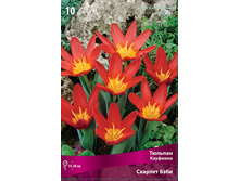 ������� ������� ����.jpg