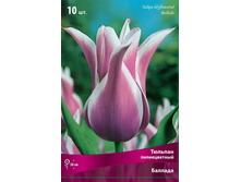 ������� �������.jpg