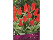 ������� �������.jpg