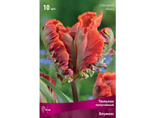 ������� �������.jpg