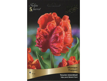 ������� ������ ������.jpg