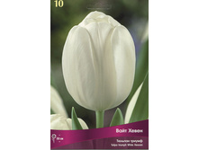 ������� ���� �����.jpg