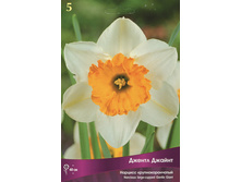 ������� ������ ������.jpg