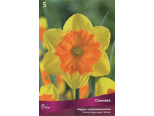 ������� �������.jpg