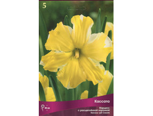 ������� �������.jpg