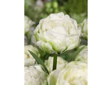 117,1���. ������� ������� (�������� ���� �� 5 ��., ����������� ����� 1��.).jpg