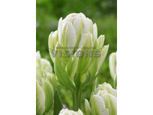 127,78���. ������� ������ ���� (�������� ���� �� 10 ��., ����������� ����� 1��.).jpg