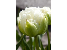 129,68���. ������� ����� (�������� ���� �� 5 ��., ����������� ����� 1��.).jpg