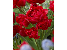 15,13���. ������� ������ (��� 10 ��. ���������� ������ 5��.).jpg