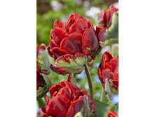 20,16���. ������� ������ ���� (��� 10 ��. ���������� ������ 5��.).jpg