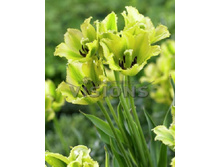 20,79���. ������� ���� ���� (��� 10 ��. ���������� ������ 5��.).jpg