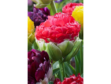 217,25���. ������� ��� �� - ������� (�������� ���� �� 2 ��., ����������� ����� 1��.).jpg